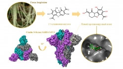Российские ученые синтезировали вещества, подавляющие рост трех штаммов COVID-19